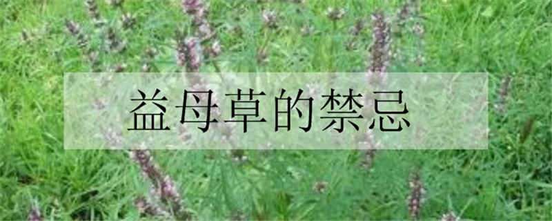 益母草的禁忌 益母草的禁忌要求高于四物汤