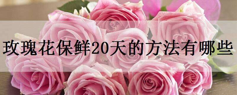 玫瑰花保鲜20天的方法有哪些（玫瑰花保鲜20天的方法有哪些呢）