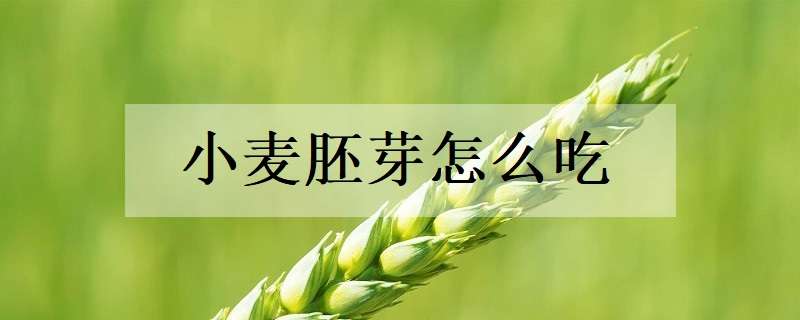 小麦胚芽怎么吃（小麦胚芽怎么吃减肥）