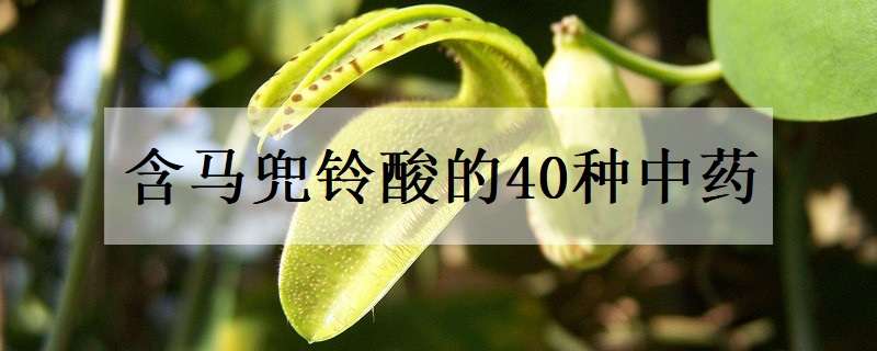 含马兜铃酸的40种中药（含马兜铃酸的中药大全）