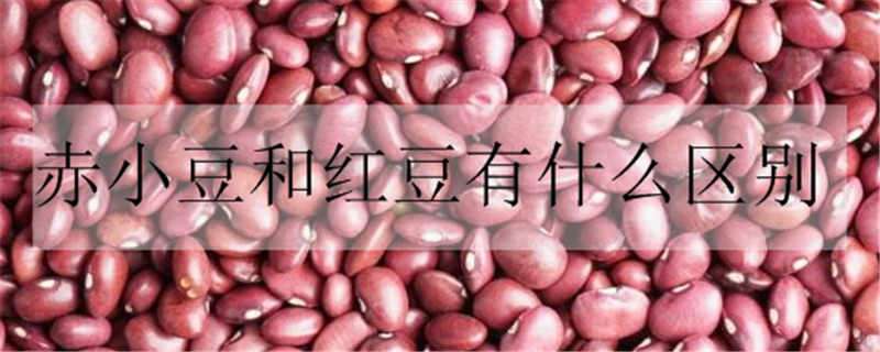 赤小豆和红豆有什么区别（赤小豆和红豆有什么区别功效）