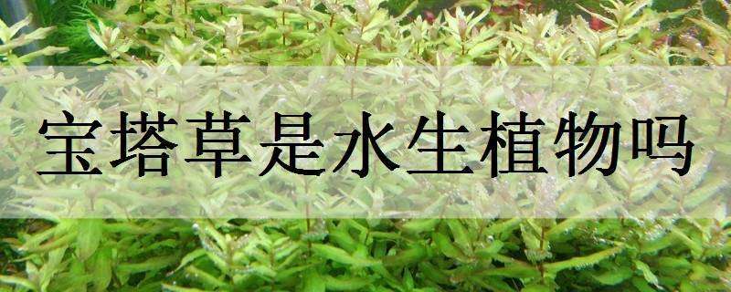 宝塔草是水生植物吗