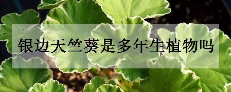 银边天竺葵是多年生植物吗