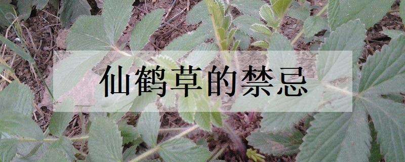 仙鹤草的禁忌 仙鹤草的禁忌症