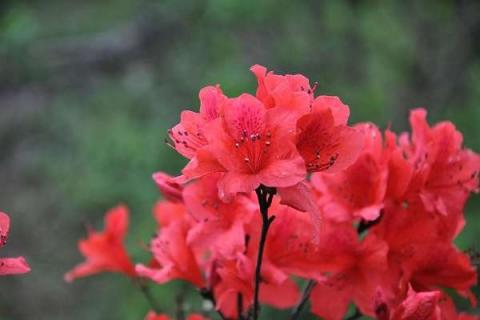 杜鹃花什么季节施肥最好 杜鹃花什么时间浇一次水