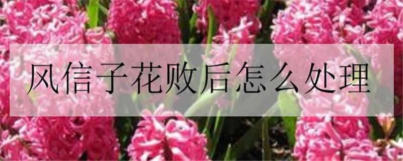 风信子花败后怎么处理 风信子花败后怎么处理好