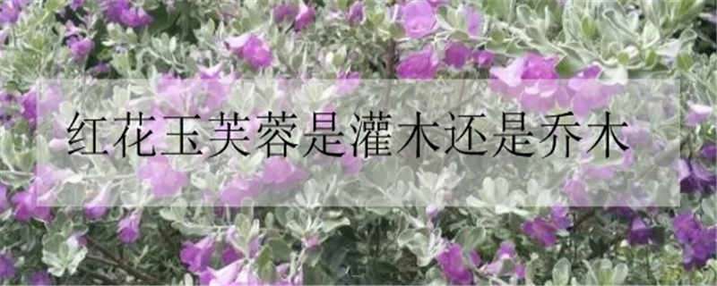 红花玉芙蓉是灌木还是乔木（木芙蓉是常绿灌木吗）