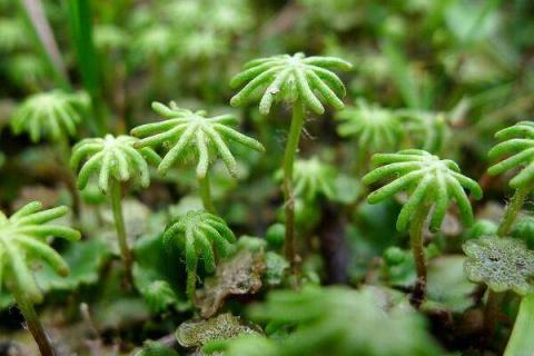 苔藓最快繁殖方法 怎样让假山石上尽快长出青苔