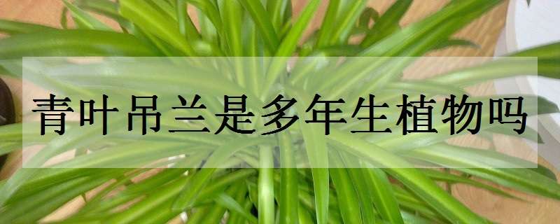 青叶吊兰是多年生植物吗（青叶吊兰长什么样）