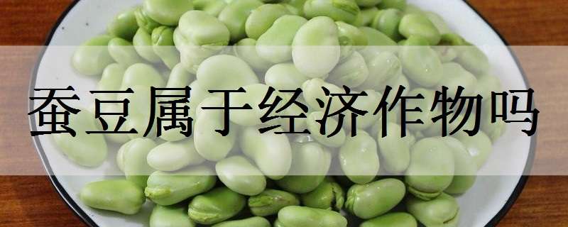 蚕豆属于经济作物吗（蚕豆属于经济作物吗为什么）