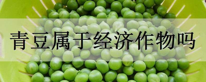 青豆属于经济作物吗（大豆属于经济作物）