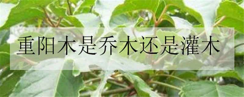 重阳木是乔木还是灌木 重阳木属于乔木还是灌木