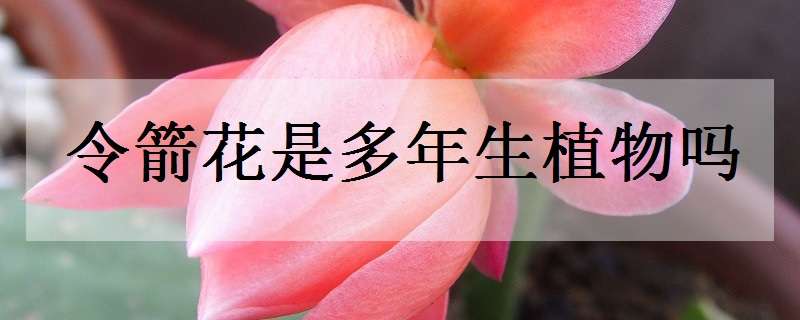 令箭花是多年生植物吗 令箭花长什么样