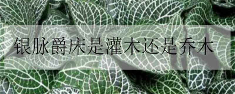 银脉爵床是灌木还是乔木