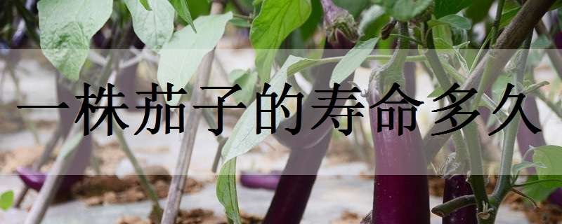 一株茄子的寿命多久