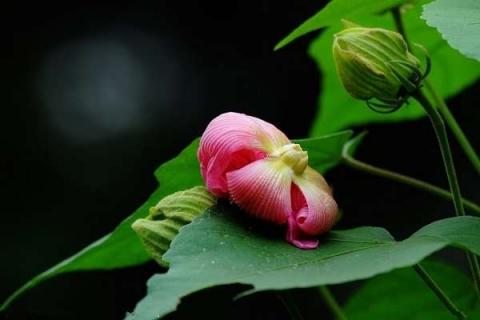 芙蓉花花苞没开就蔫了是什么原因（芙蓉花花苞没开就蔫了是什么原因呢）