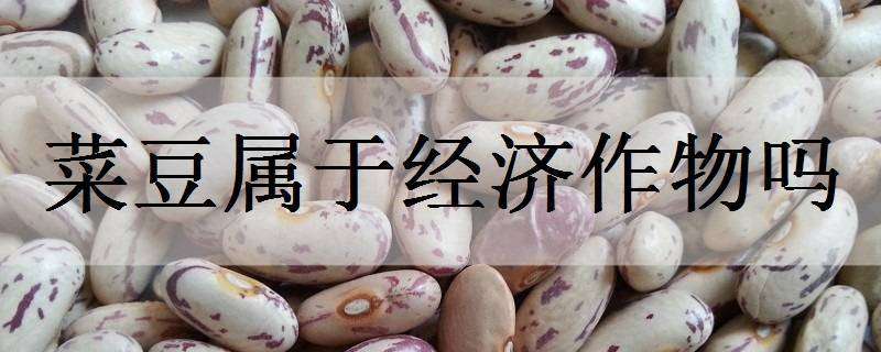 菜豆属于经济作物吗 大豆属于经济作物吗?