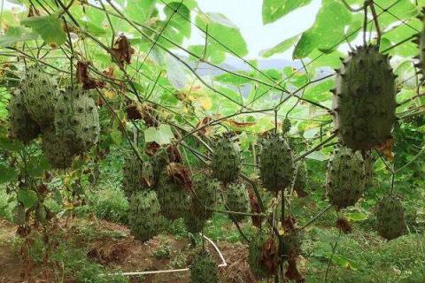 适合南方种植的名贵水果 适合南方种植的名贵水果树