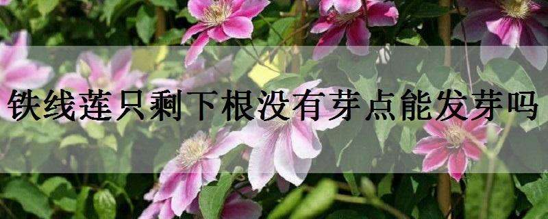 铁线莲只剩下根没有芽点能发芽吗 铁线莲只有根没有芽点