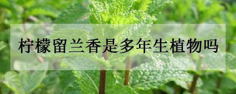 柠檬留兰香是多年生植物吗（柠檬留兰香是多年生植物吗视频）