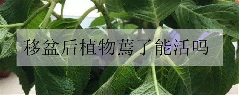 移盆后植物蔫了能活吗（移盆后植物蔫了能活吗怎么办）