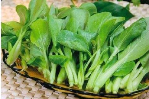 鸡毛菜和上海青的区别 鸡毛菜长大了是什么菜