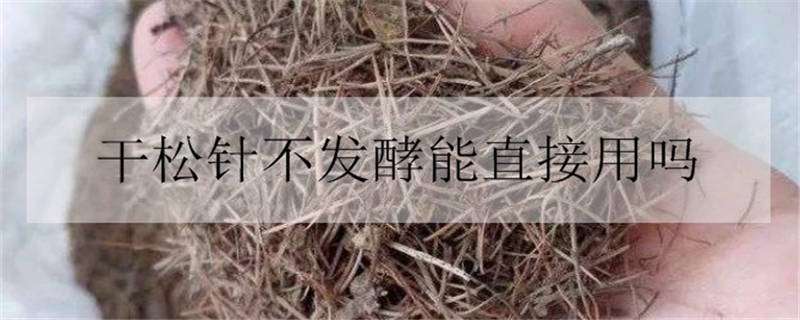 干松针不发酵能直接用吗（不发酵的松针能用吗）