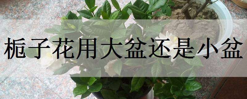 栀子花用大盆还是小盆（栀子花用大盆还是小盆栽）