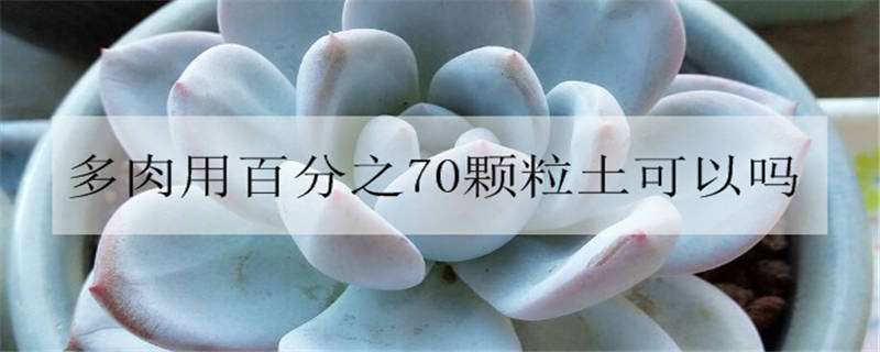 多肉用百分之70颗粒土可以吗 80%颗粒土可以直接种多肉吗