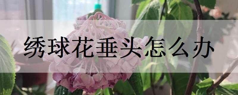 绣球花垂头怎么办（绣球花垂头怎么回事）