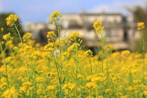 油菜花图片大全