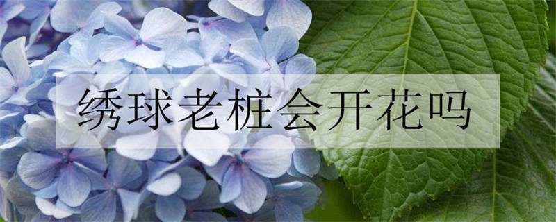 绣球老桩会开花吗 绣球花老桩好不好