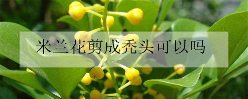 米兰花剪成秃头可以吗（冬天米兰都秃了怎么剪枝）