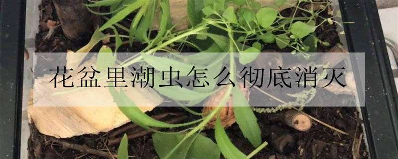 花盆里潮虫怎么彻底消灭 花盆里潮虫怎么彻底消灭掉