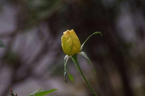 月季花花骨朵蔫了怎么办（月季花花骨朵蔫了怎么办呢）