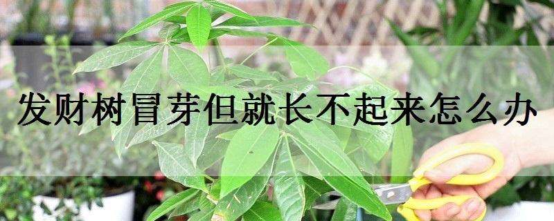 发财树冒芽但就长不起来怎么办 发财树冒芽但就长不起来怎么办呀