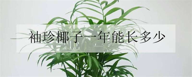 袖珍椰子一年能长多少 袖珍椰子一年能长多少厘米