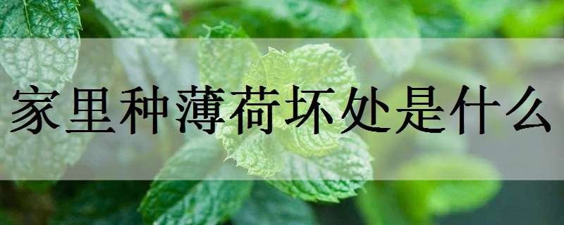 家里种薄荷坏处是什么（薄荷种在家里有什么好处）