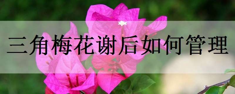 三角梅花谢后如何管理（三角梅花谢后怎么养护）