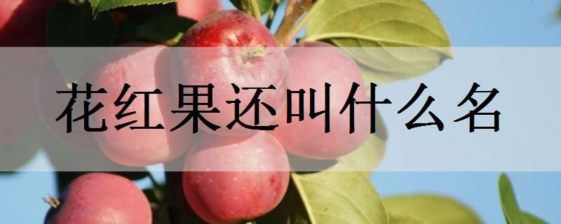 花红果还叫什么名（花红果学名叫什么）