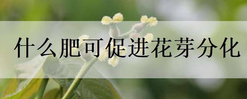 什么肥可促进花芽分化（花芽分化施肥）