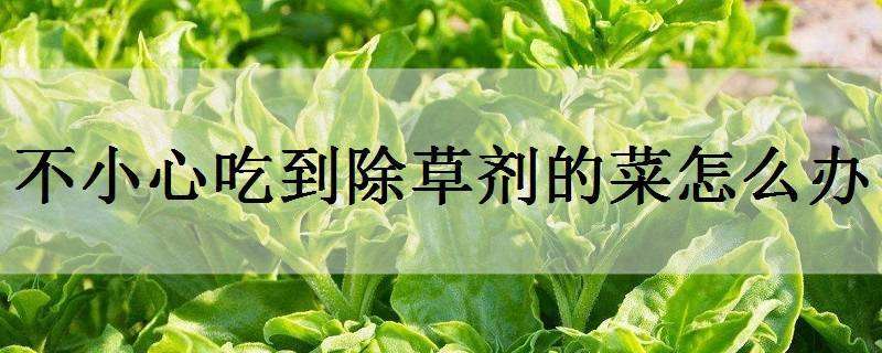 不小心吃到除草剂的菜怎么办