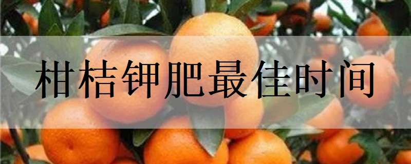 柑桔钾肥最佳时间 柑桔什么时间施钾肥好