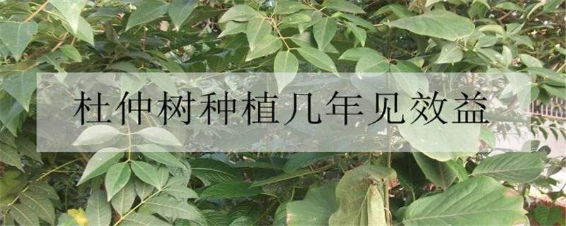 杜仲树种植几年见效益 杜仲树的种植前景和价格