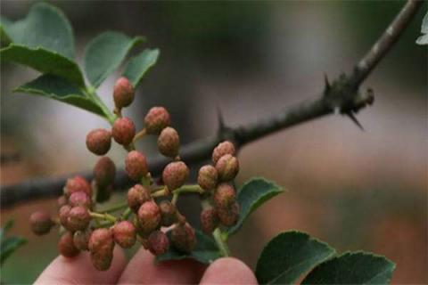 花椒树几月剪枝 花椒树几月修剪