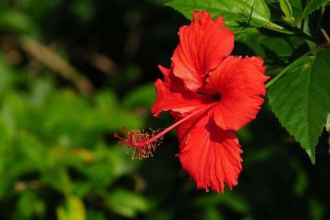 扶桑花都有哪些颜色（扶桑花有几种花色?）