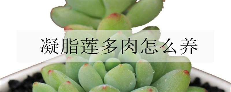 凝脂莲多肉怎么养 多肉植物凝脂莲怎么养