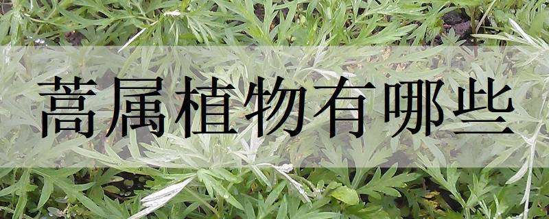 蒿属植物有哪些（蒿属植物有哪些图片）