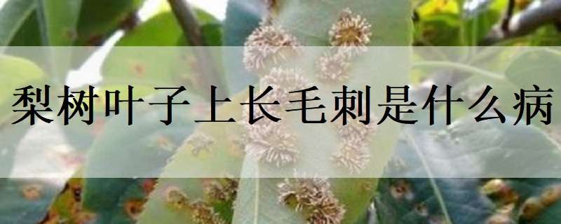 梨树叶子上长毛刺是什么病 梨树叶长刺是怎么回事