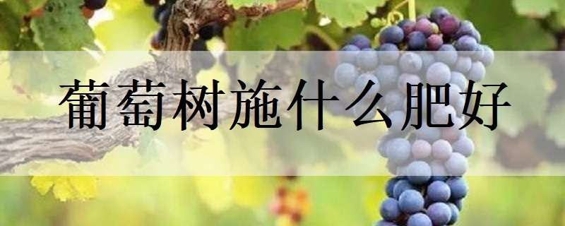 葡萄树施什么肥好（葡萄树施什么肥好活）